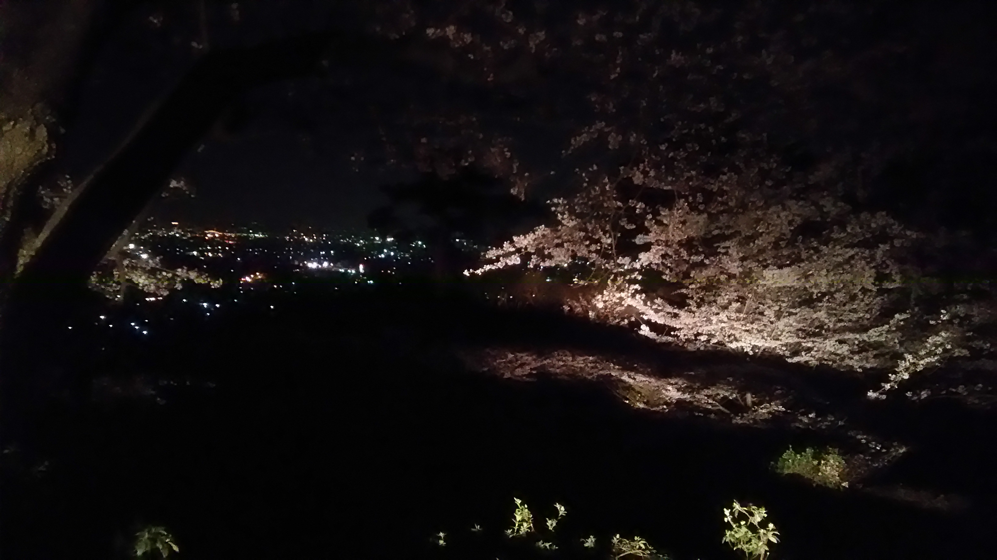太平山の桜と夜景